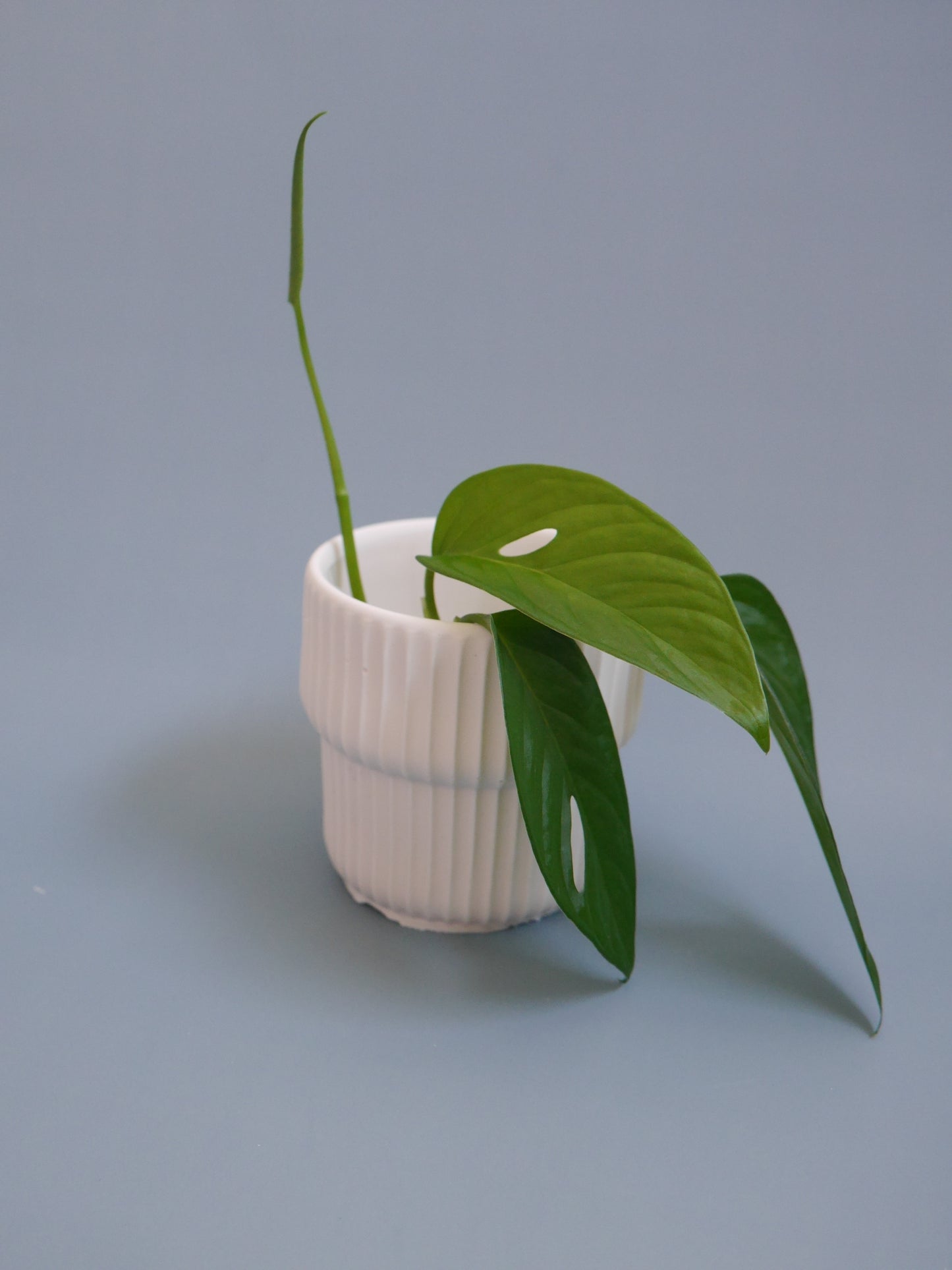 2wayプラントポット　ミニ　しのぎ模様